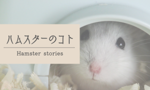 ハムスターのコト