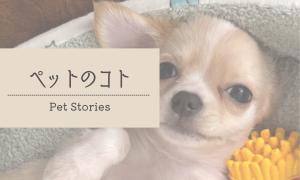 ペットのコト
